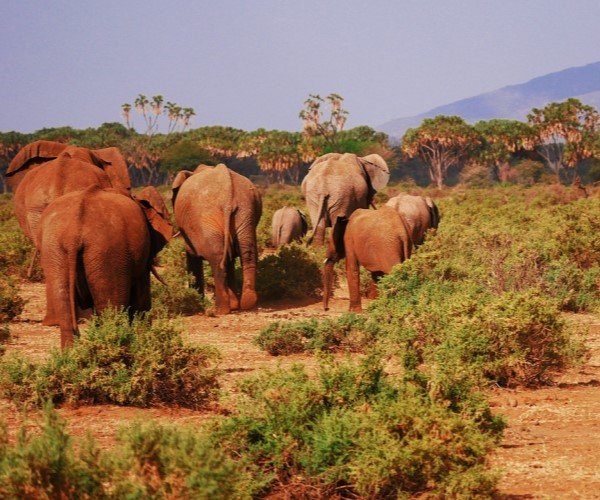 Samburu Game Reserve
